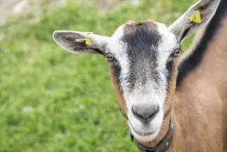 une chèvre dans un pré