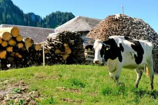Une vache d'alpage