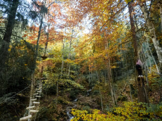 accrobranche automne